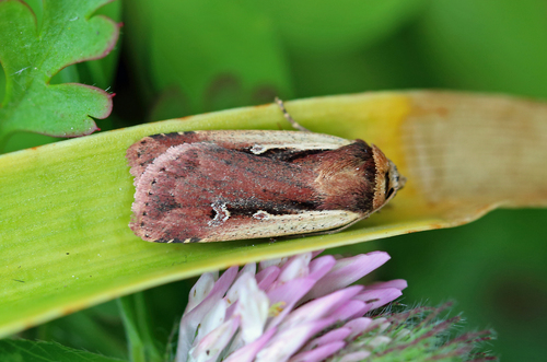 Flame Shoulder Moth