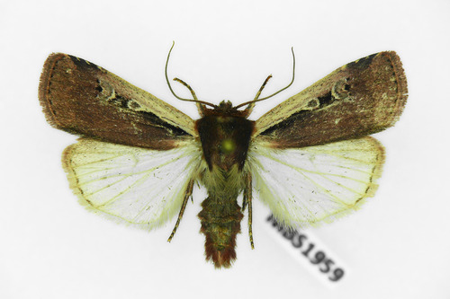 Flame Shoulder Moth