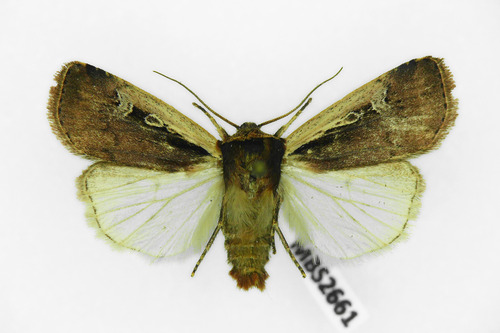 Flame Shoulder Moth