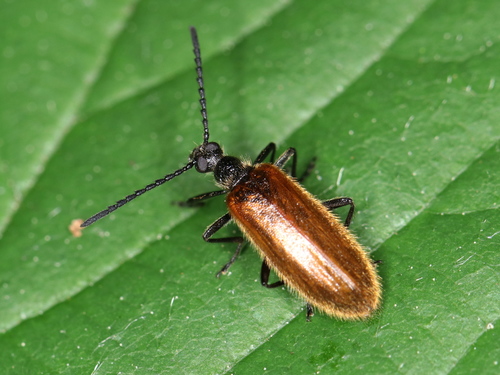 Rough-haired Lagria Beetle