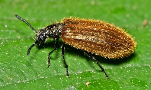 Rough-haired Lagria Beetle