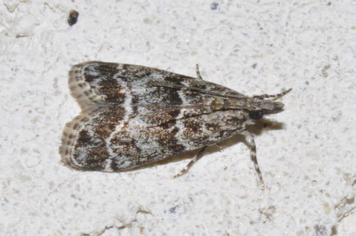 Small Grey
