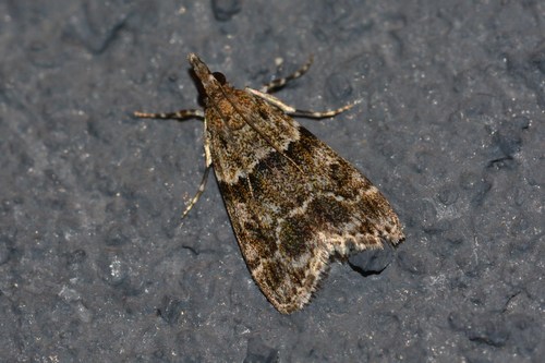 Small Grey