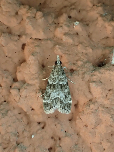 Small Grey