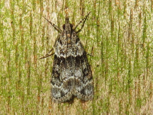 Small Grey