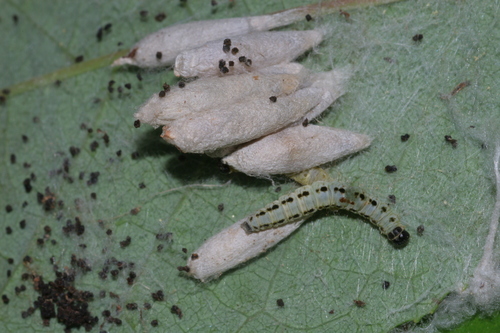Bird-cherry Ermine