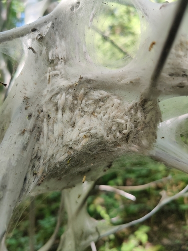 Bird-cherry Ermine