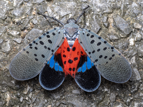 Spotted Lanternfly