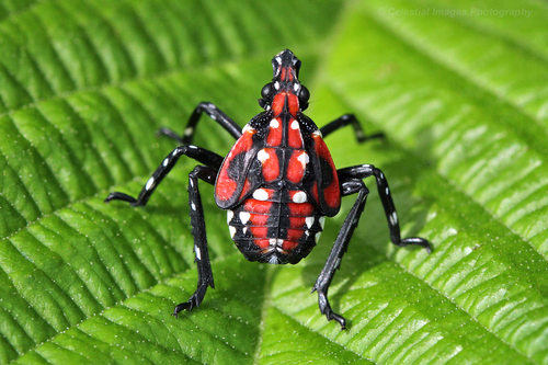 Spotted Lanternfly