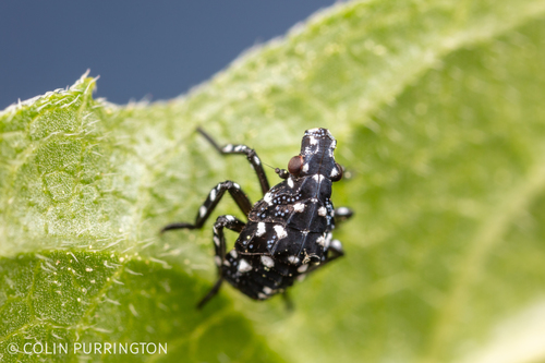 Spotted Lanternfly
