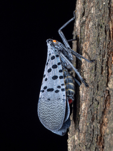 Spotted Lanternfly