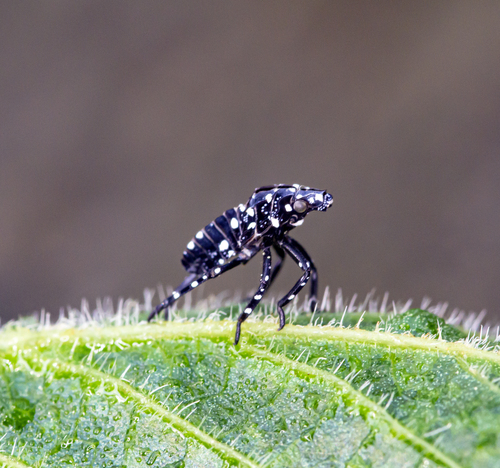 Spotted Lanternfly