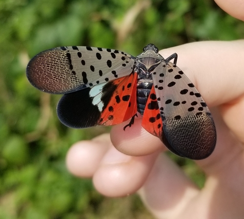 Spotted Lanternfly