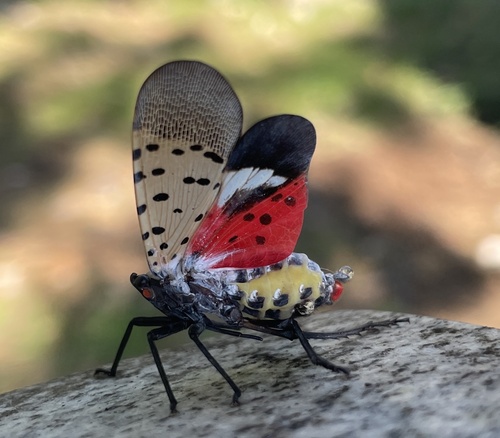Spotted Lanternfly