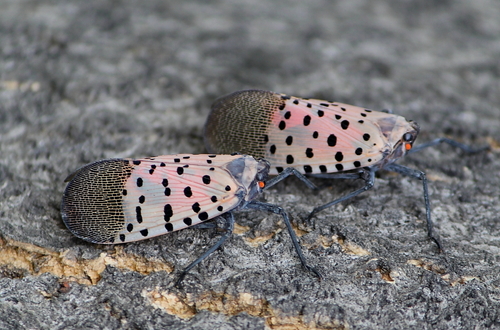 Spotted Lanternfly