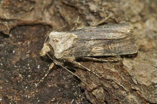 Shuttle-shaped Dart
