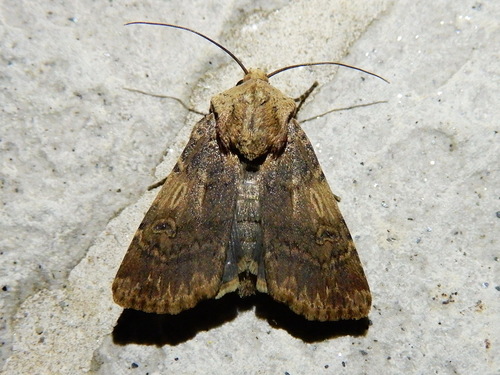 Shuttle-shaped Dart