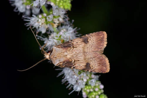Shuttle-shaped Dart