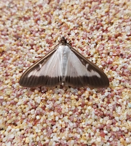 Box Tree Moth
