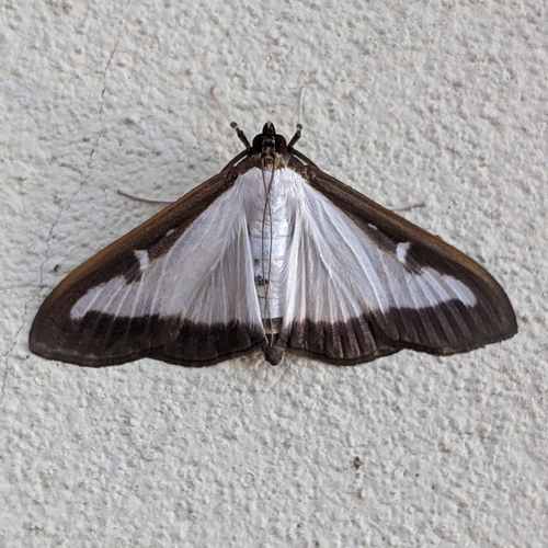 Box Tree Moth