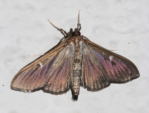 Box Tree Moth