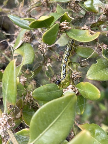 Box Tree Moth