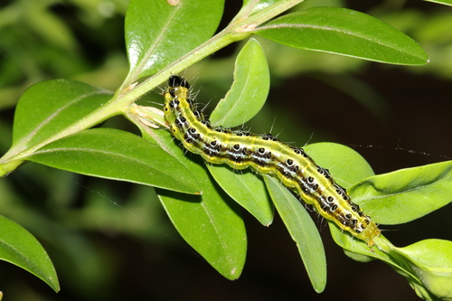 Box Tree Moth