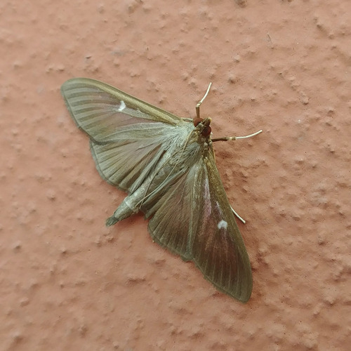 Box Tree Moth