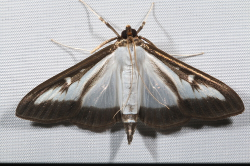 Box Tree Moth