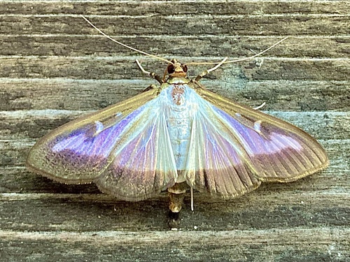 Box Tree Moth