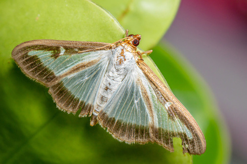 Box Tree Moth
