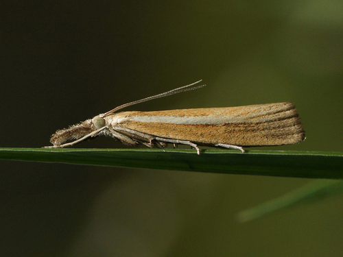 Common Grass-veneer