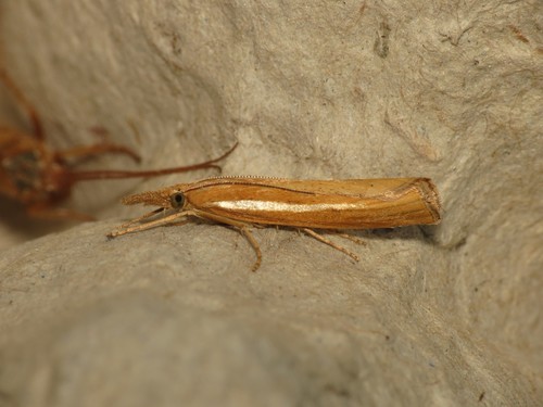 Common Grass-veneer