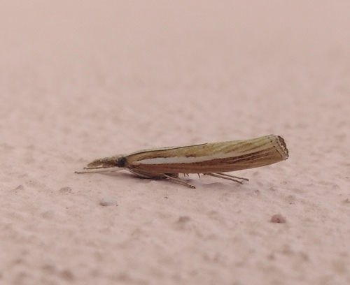 Common Grass-veneer