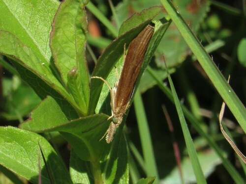 Common Grass-veneer