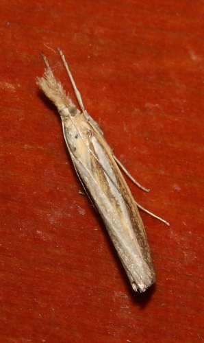 Common Grass-veneer