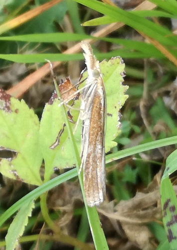 Common Grass-veneer