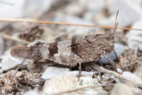 Blue-winged Grasshopper