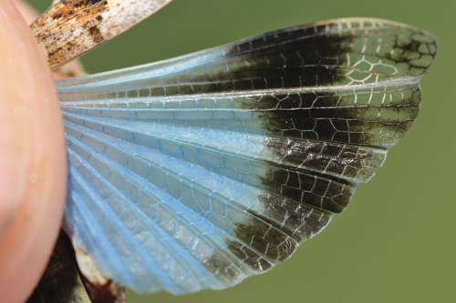 Blue-winged Grasshopper