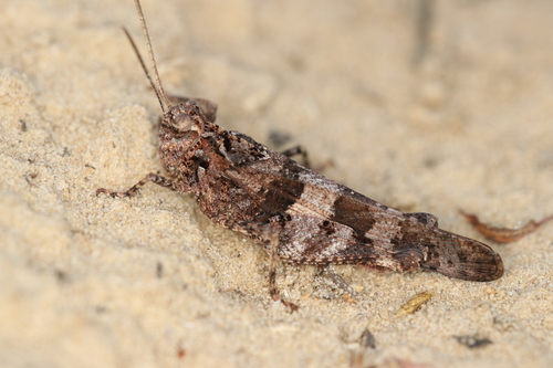 Blue-winged Grasshopper