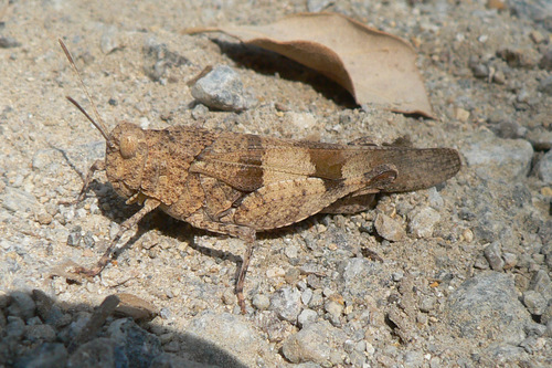 Blue-winged Grasshopper