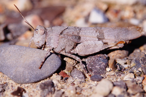 Blue-winged Grasshopper