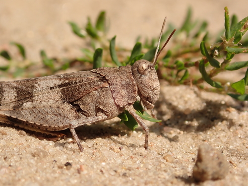 Blue-winged Grasshopper