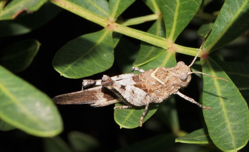 Blue-winged Grasshopper