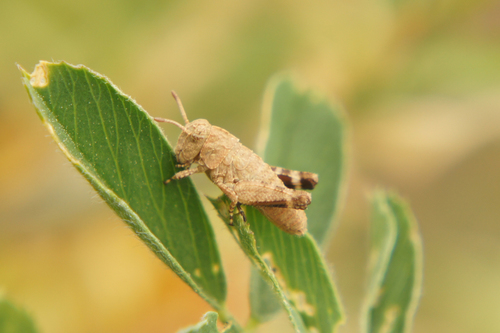 Blue-winged Grasshopper