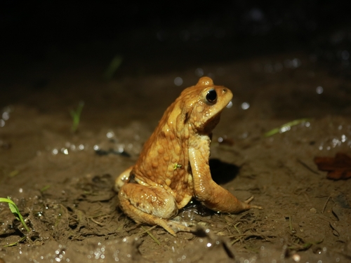 European Toad
