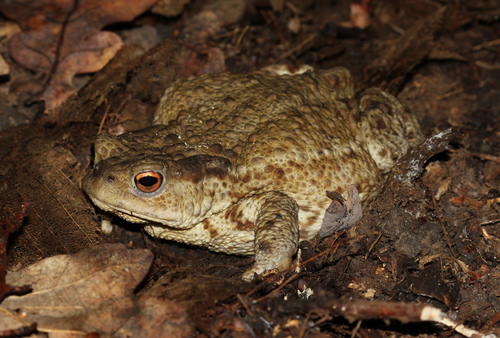 European Toad