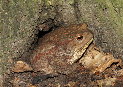 European Toad
