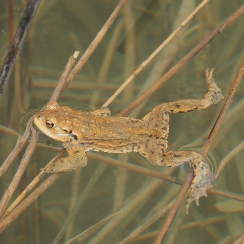 European Toad