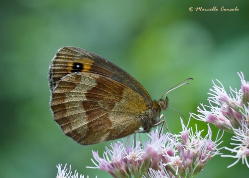 Scotch Argus